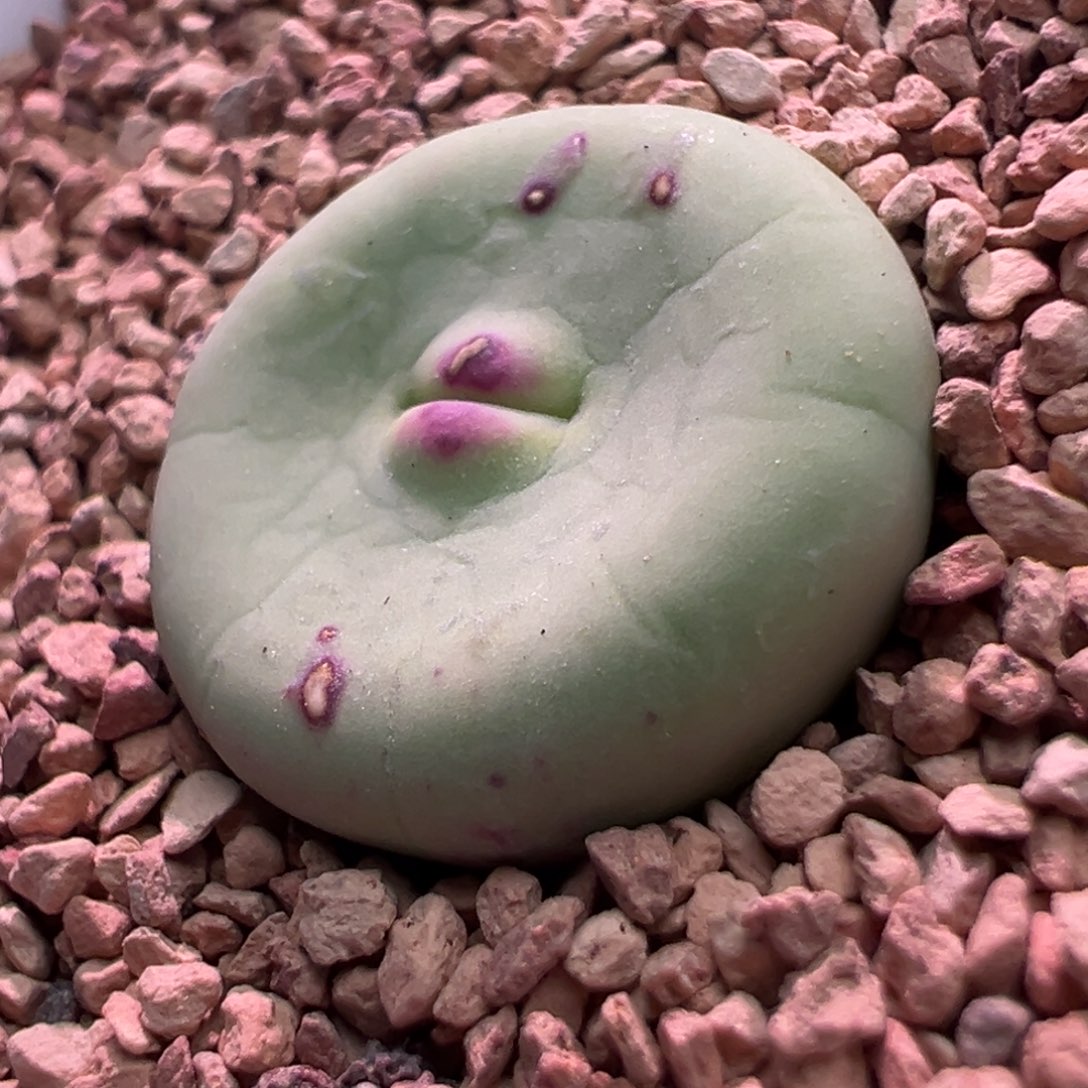 0344，园艺se嘴，肉锥植物