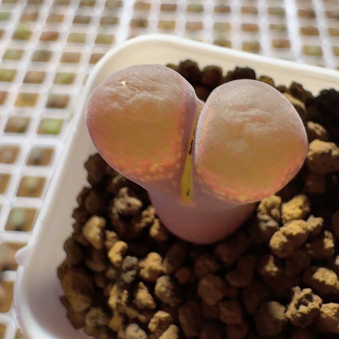 脱土发货...........