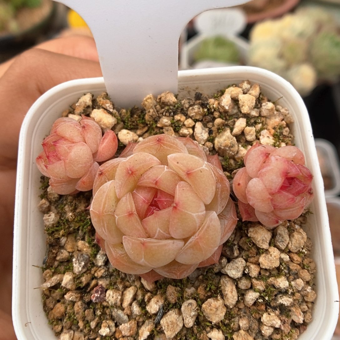 玉珠群生可拍752号。 