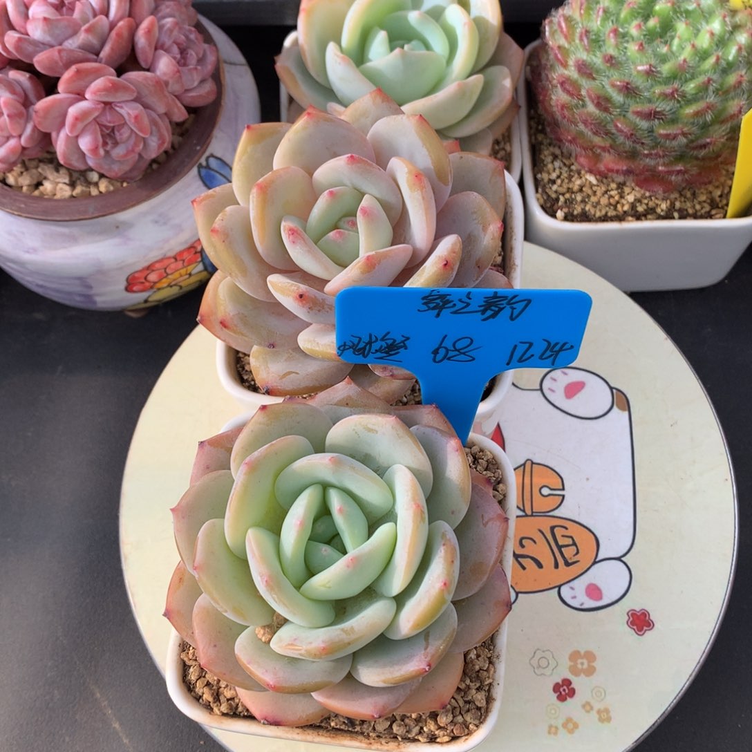 舞***韵我们家的小姐姐们