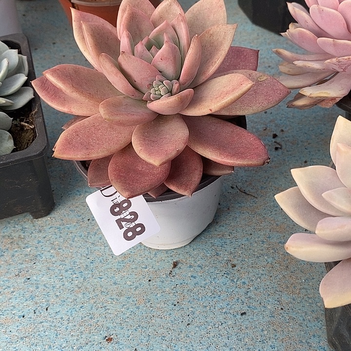 驿***心828红糖卡多肉植物