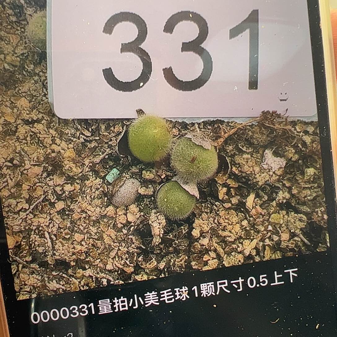 0000331量拍小美毛球1颗尺寸0.5上下