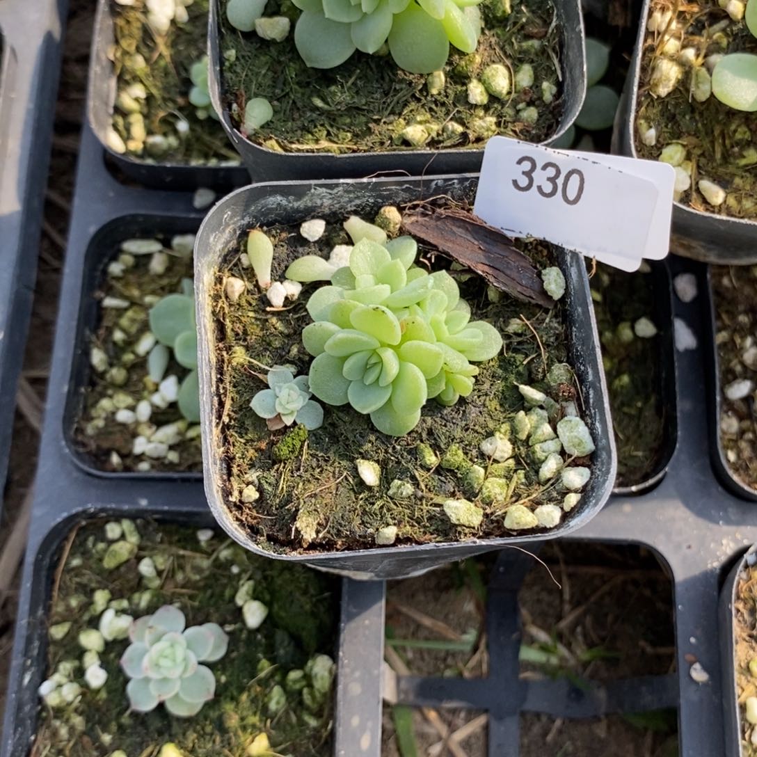 标330花开财富c1一个