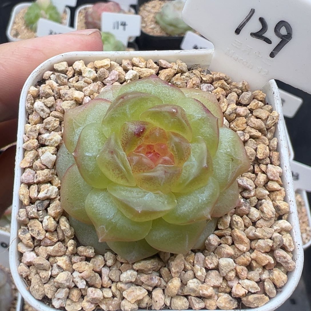 129号无尽灯 晗雨多肉