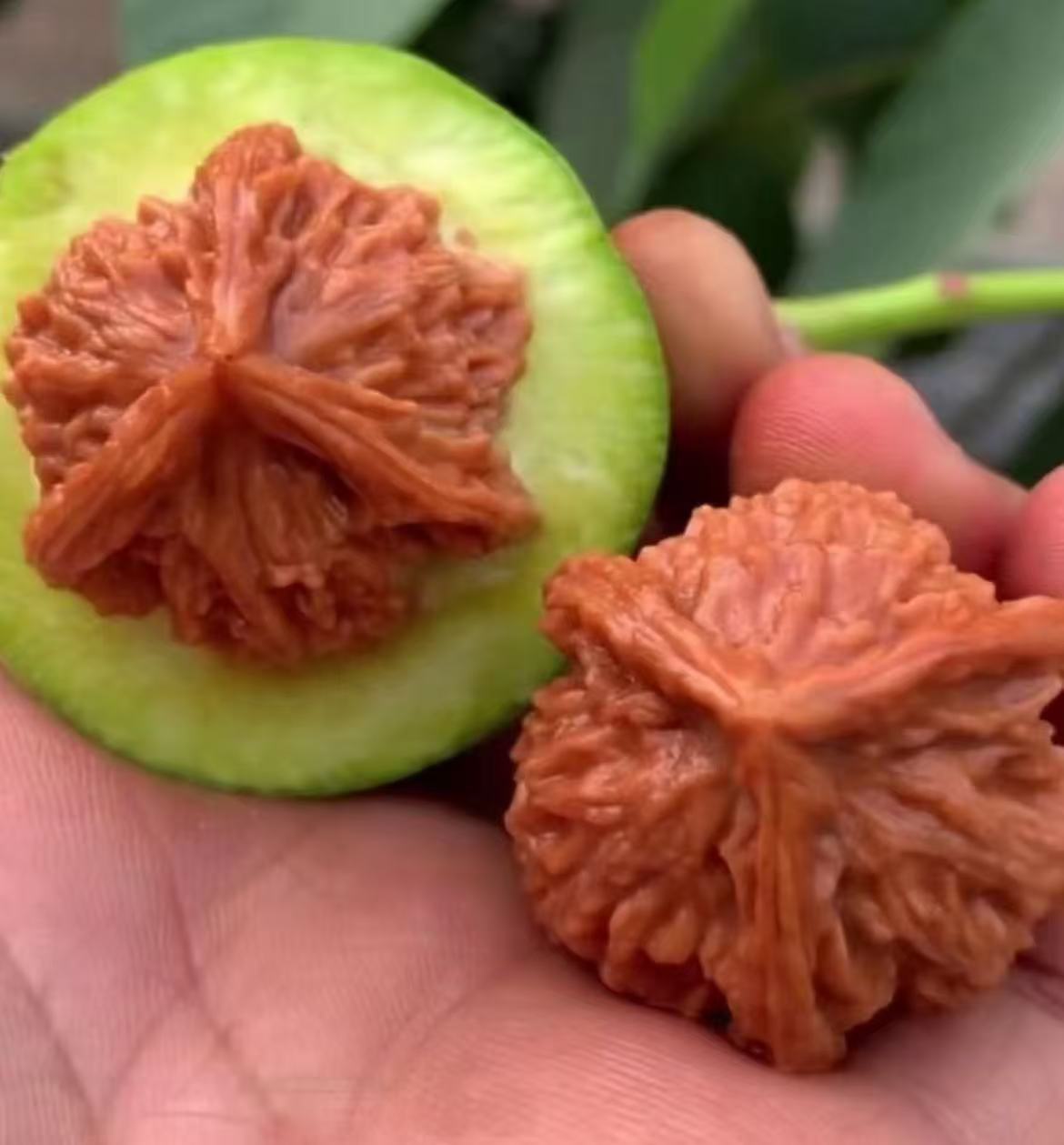 文玩核桃专拍链接