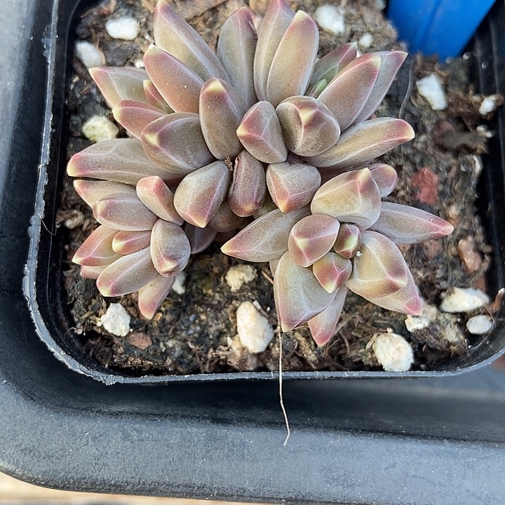 多肉植物梵高群441
