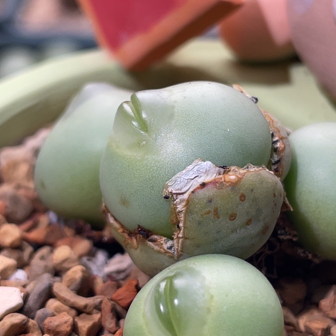 白花大g植物一物一拍