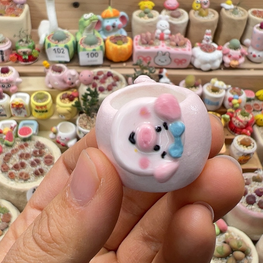 多肉植物109号种好