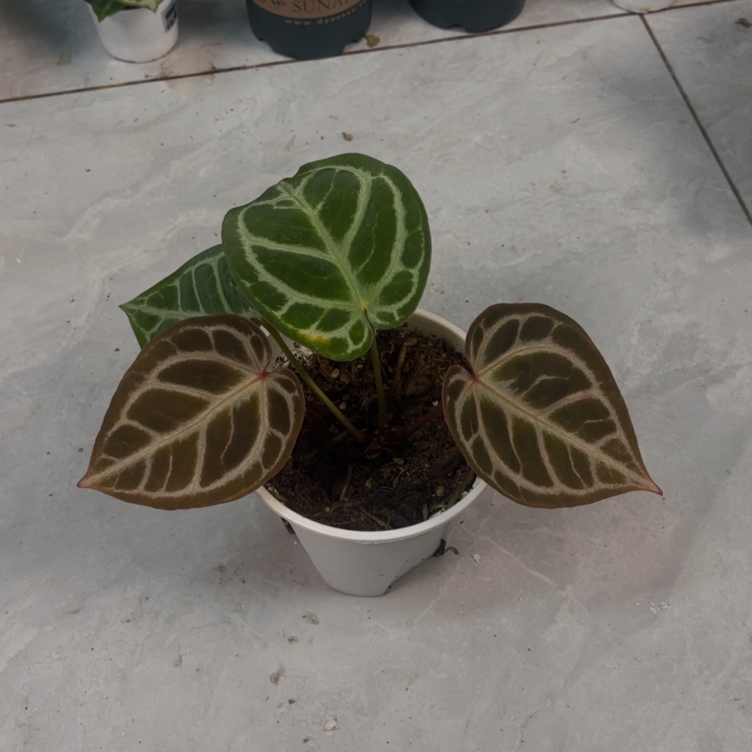 不开花植物红水晶杂（865