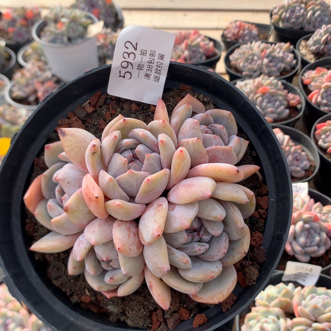 12厘米五头黄底石榴籽 无砍 5932