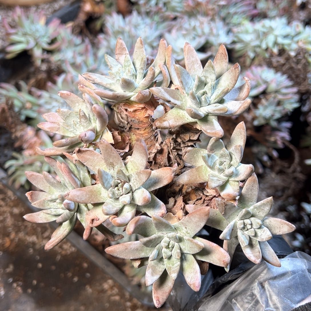 6686哈哈哈哈哈哈哈