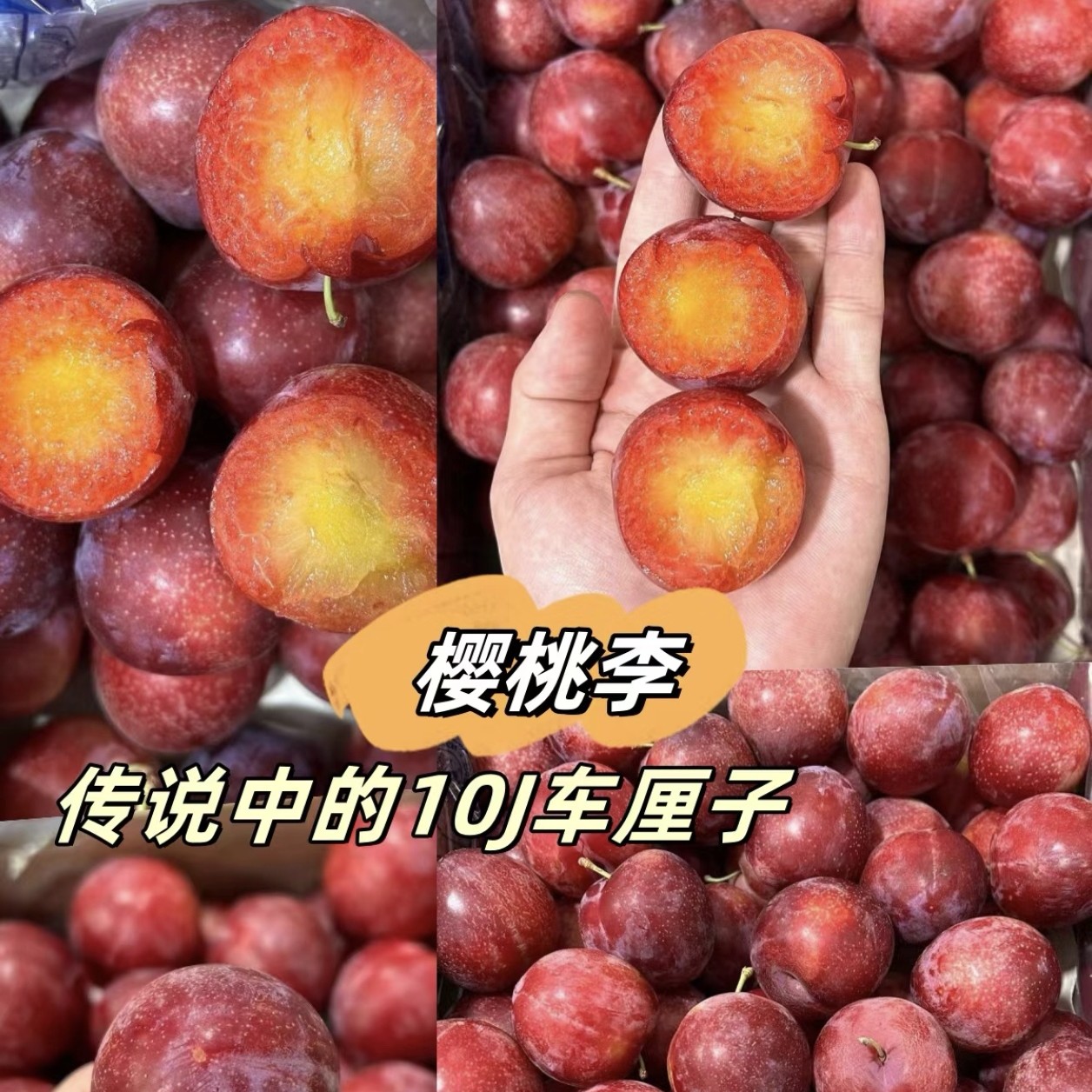 菓露仕美国樱桃李子七月中旬成熟南北方种植地栽盆栽