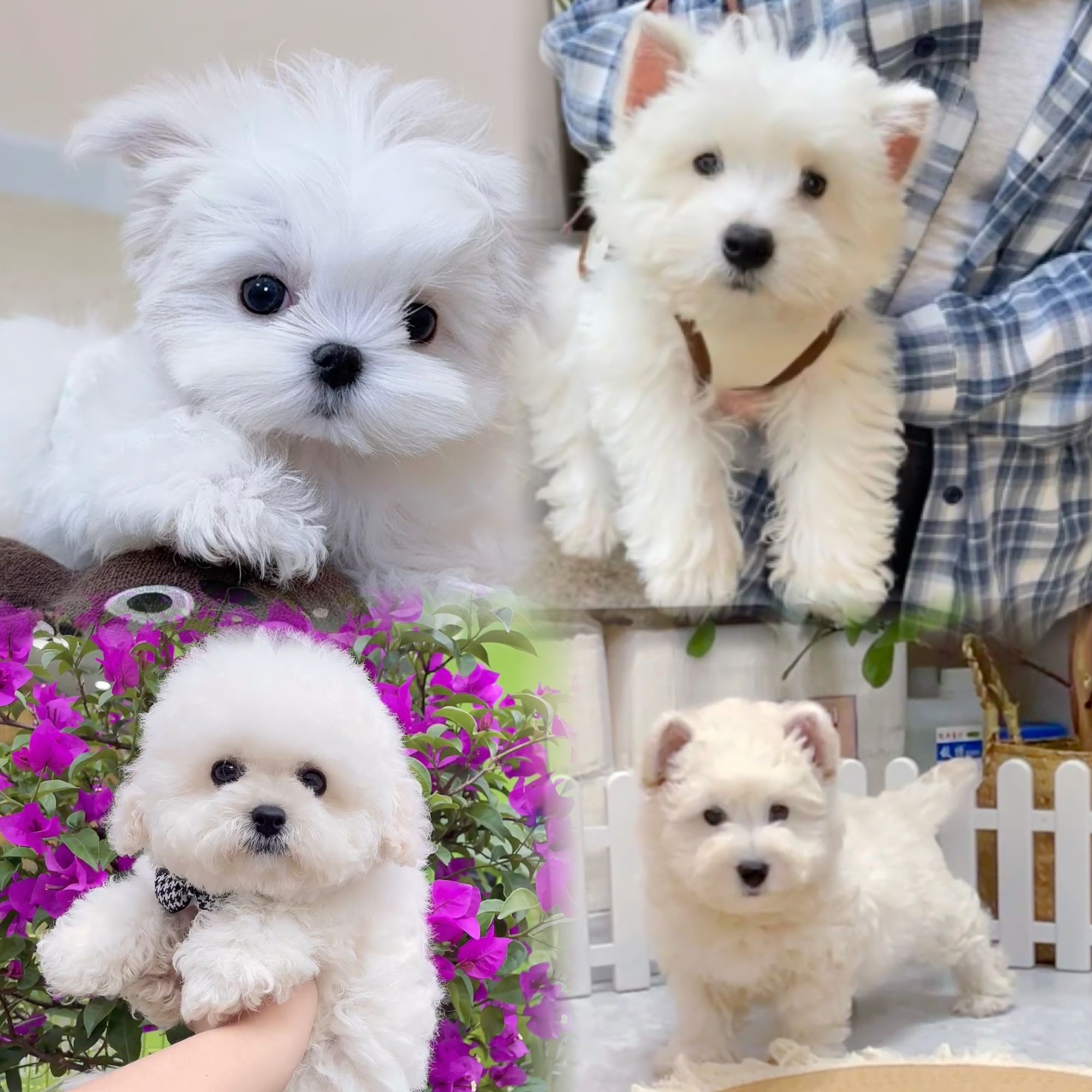 宠物狗西高地活体通用链接温顺聪明伴侣犬比熊泰迪熊马尔泰