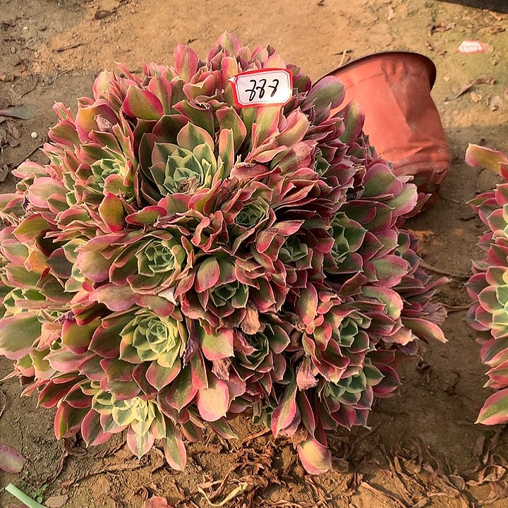 白凤多肉植物888