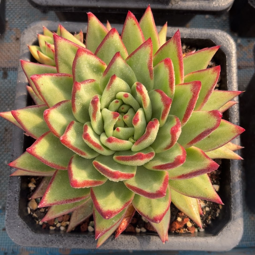 多肉植物一物一拍（3号）