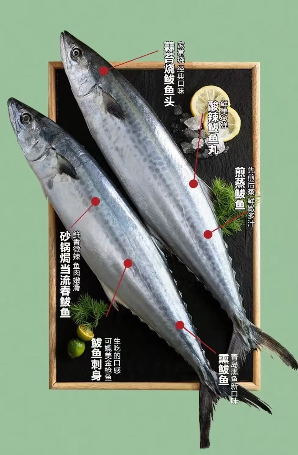 海捕野生燕尾鲅新鲜美味微破肚划皮