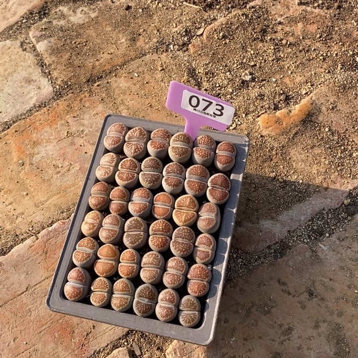 ****言生石花等植物的生长073