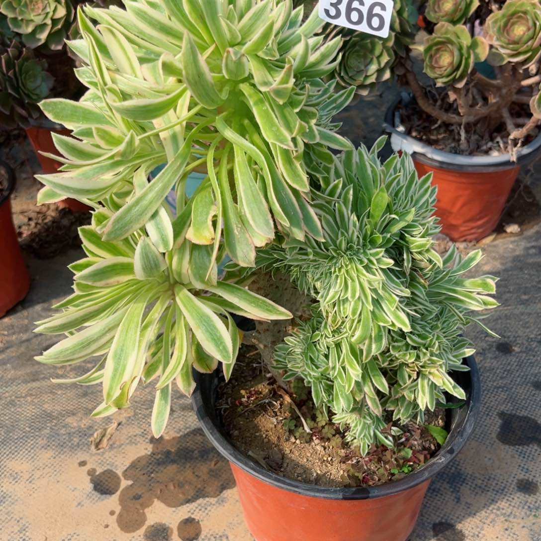 366夕颜缀化多肉植物