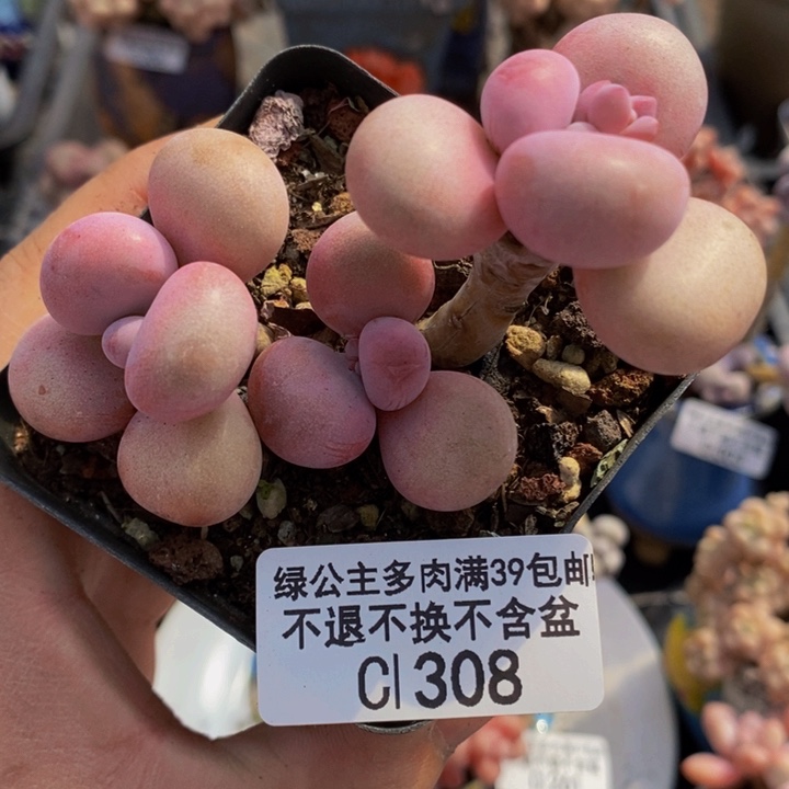 腰子桃蛋6cm308多肉植物