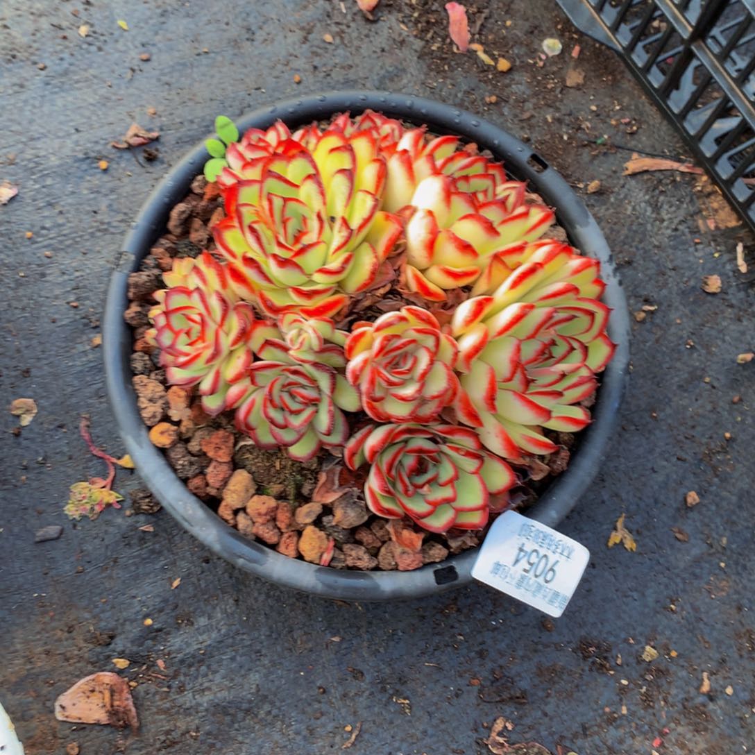 语*9054肉酱玫瑰多肉