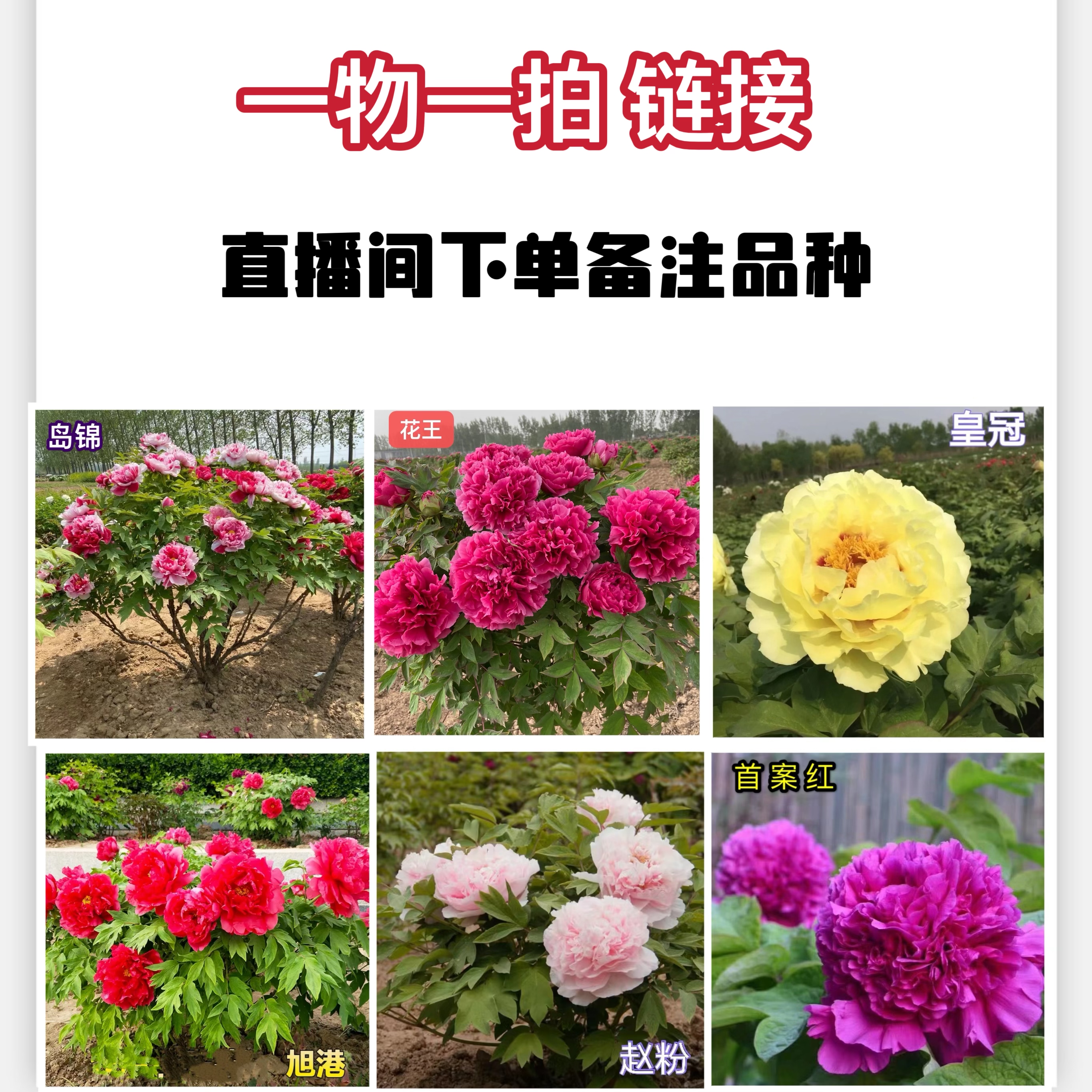 【一物一拍】 直播间专属链接