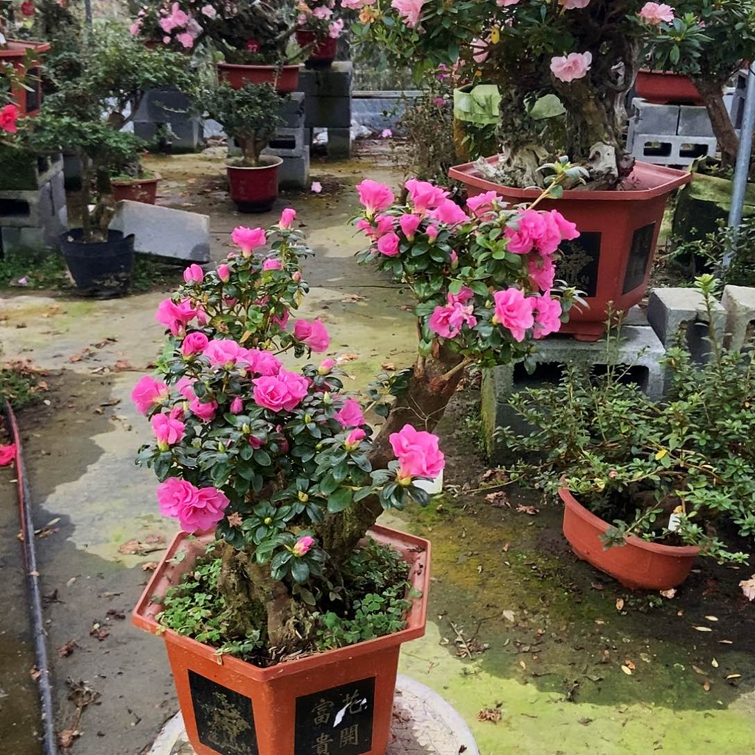 完全开放四季小玫瑰