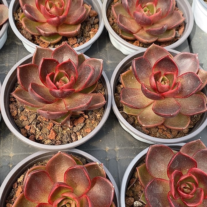 团。单头血红灯。福利多多