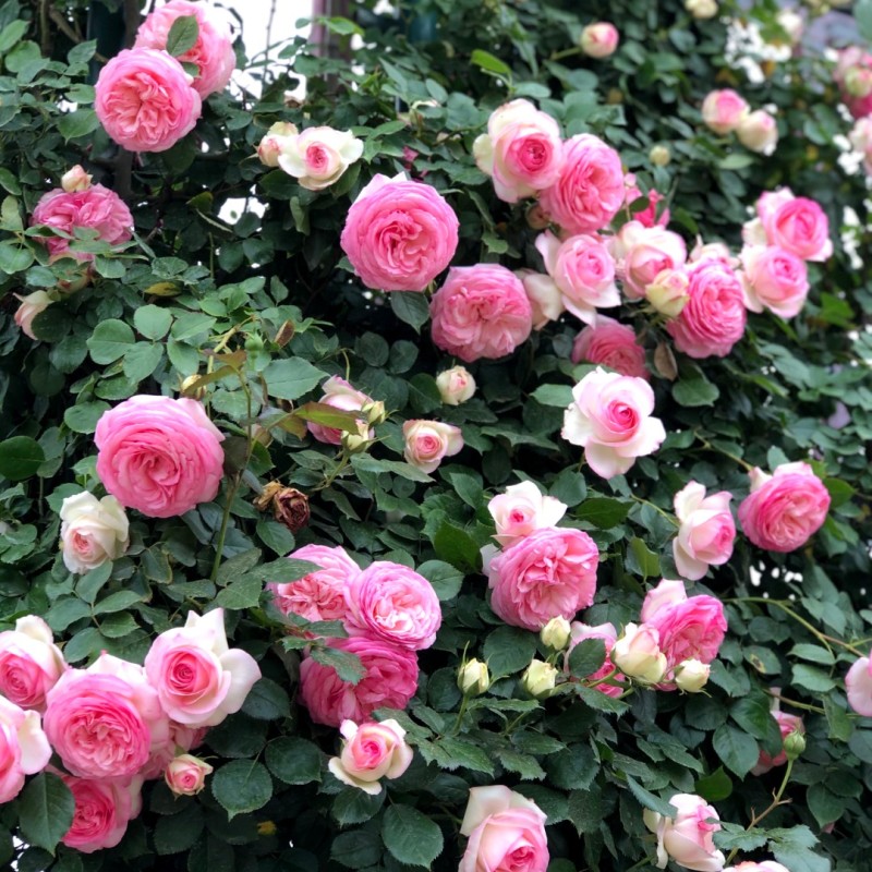 粉色龙沙宝石/粉龙-爬墙爬藤月季花苗浓香勤花庭院花园蓝色