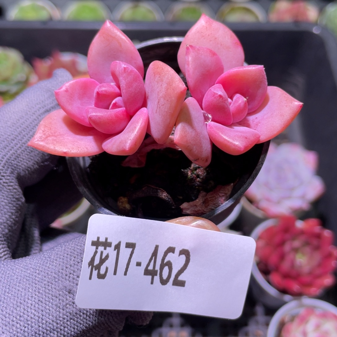 花利美17-462彩虹糖