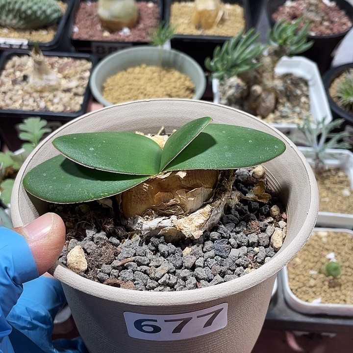 677产地大蕾丝灯台百合