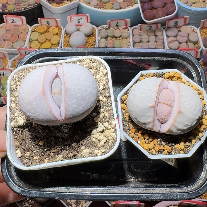 宋****生石花111111。   326