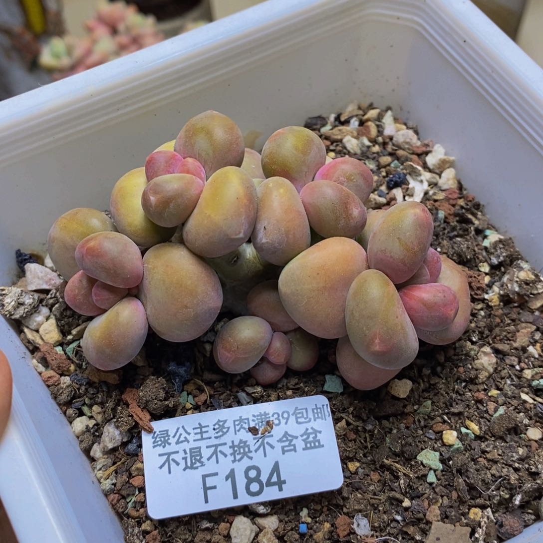 184芒果奶kk奶多肉7c m