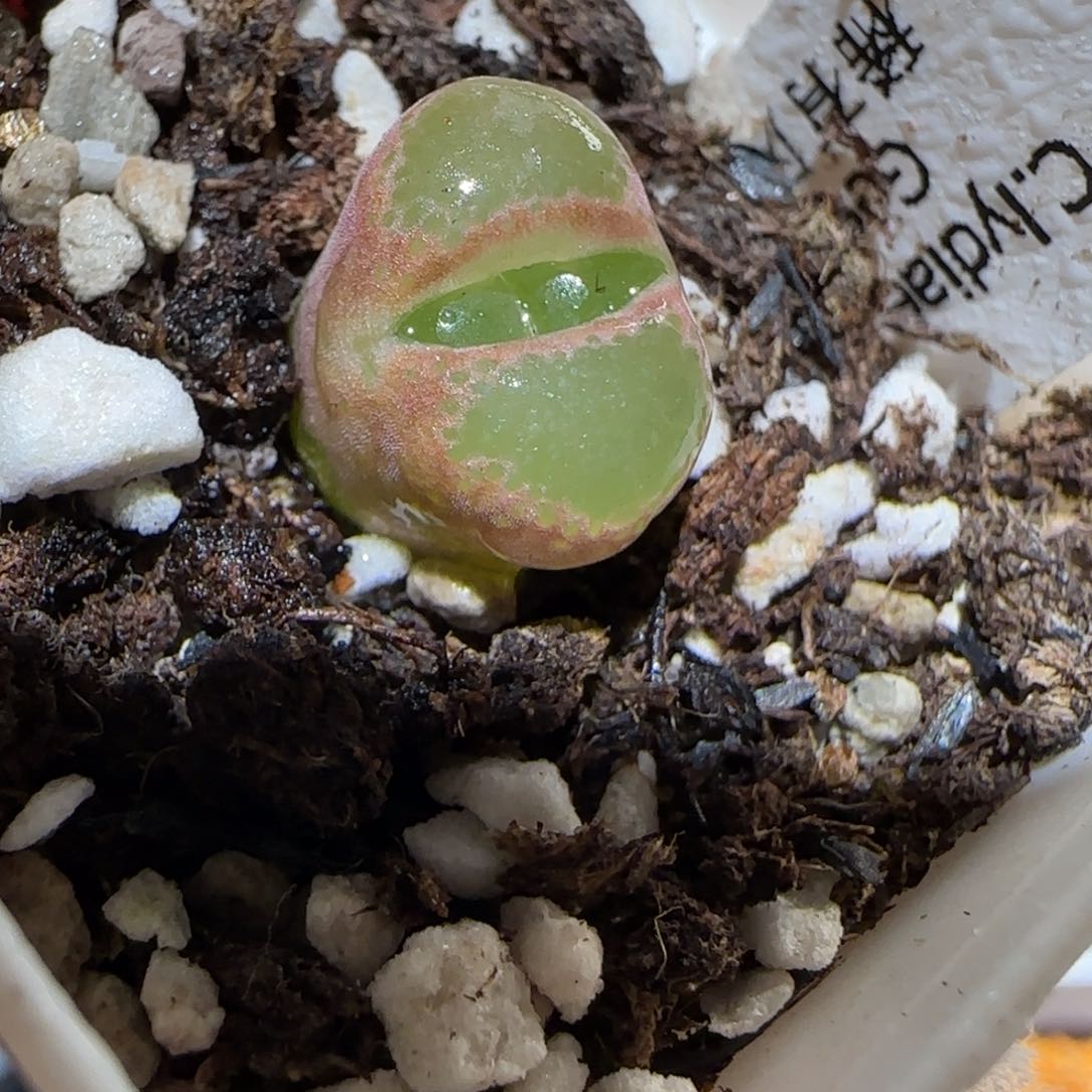 肉锥多肉植物百科-稀有品种风铃1576