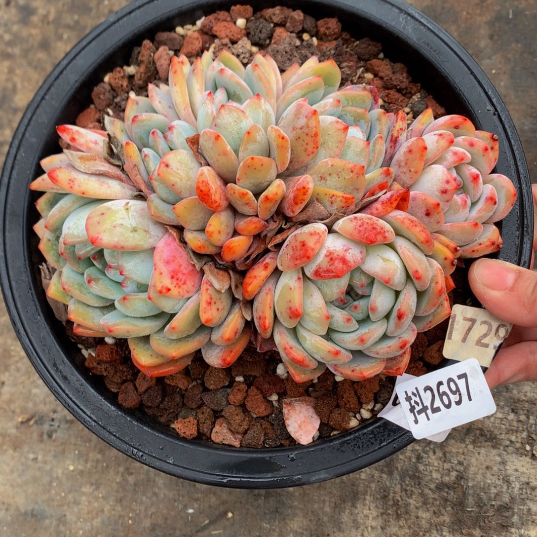 2697朵朵鲜花的玫瑰花茶