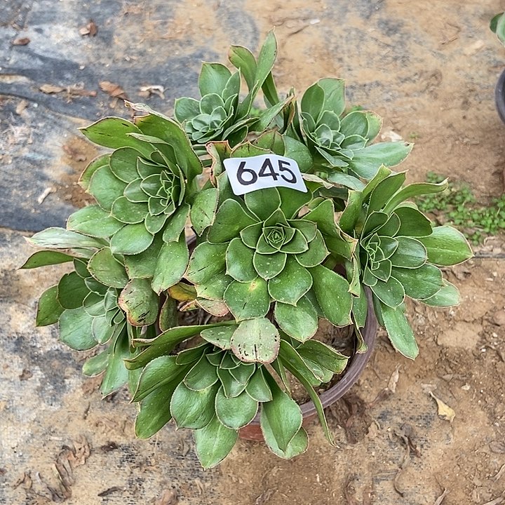 君美丽645多肉不包断