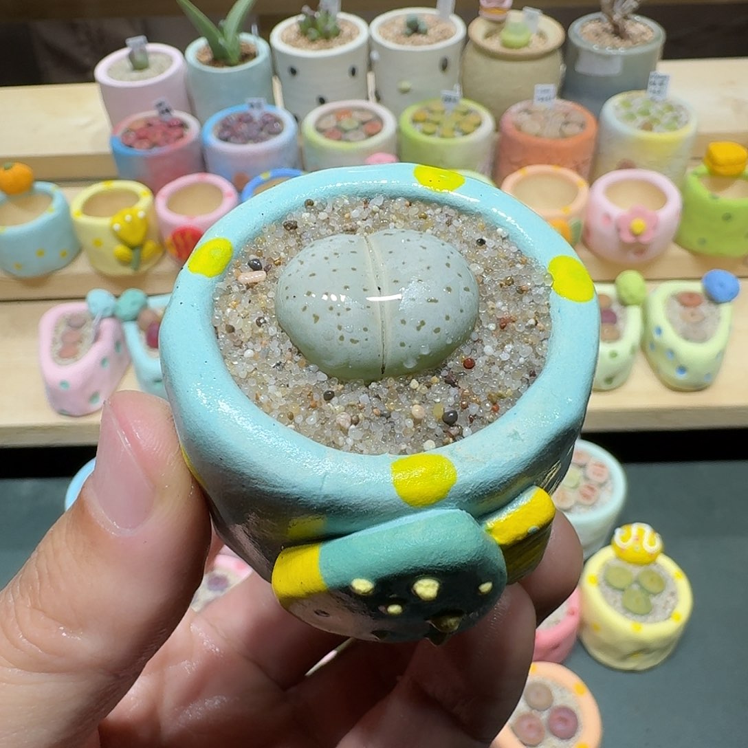 红陶蘑菇309大白