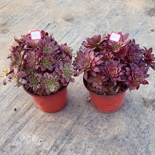 组合多肉法师136，137