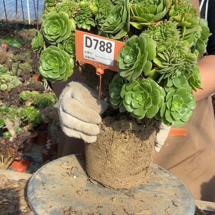 用***9D788绿羊绒绿羊绒绿羊绒