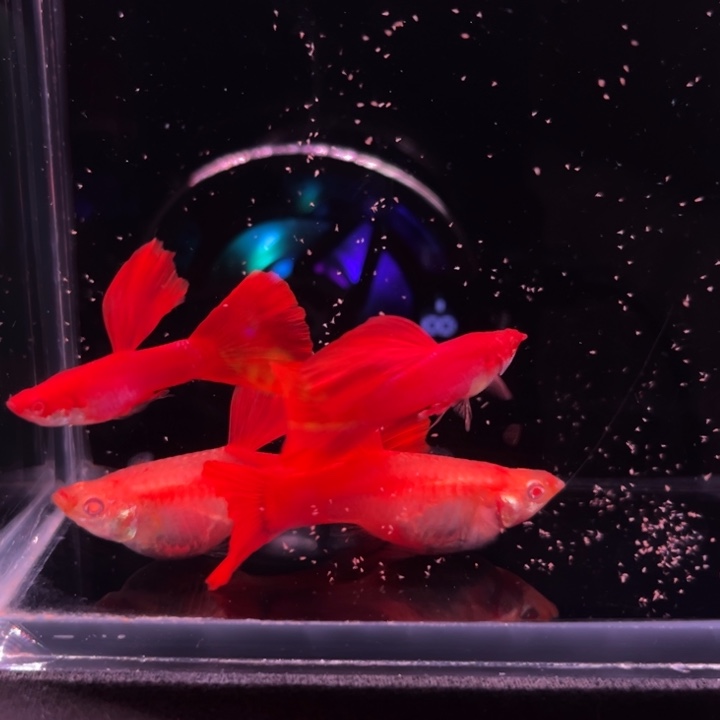 孔雀鱼血红种鱼2对