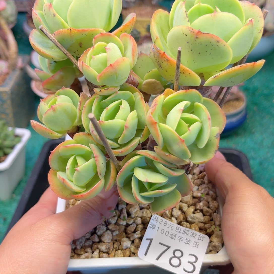 大1783，cxvxvvbnnn