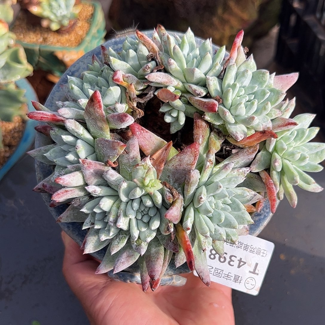 4398白雪仙女杯多肉