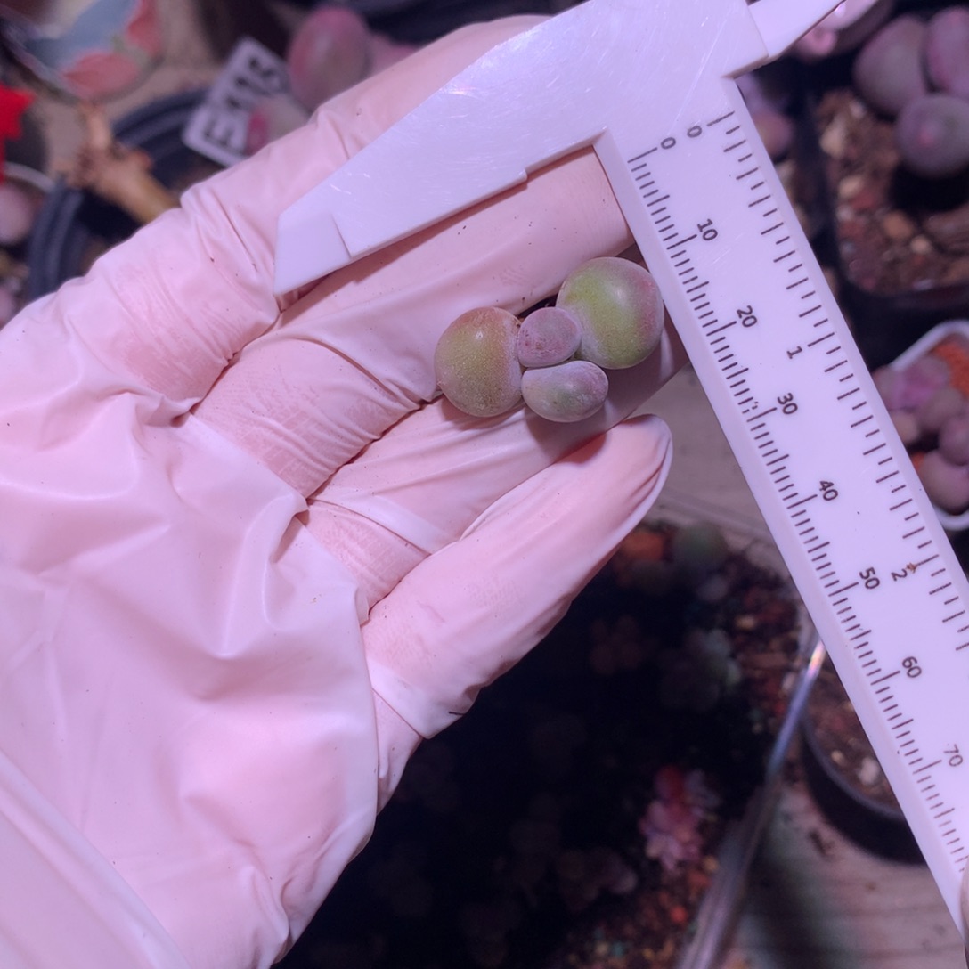 大叶奶，黄金大叶奶