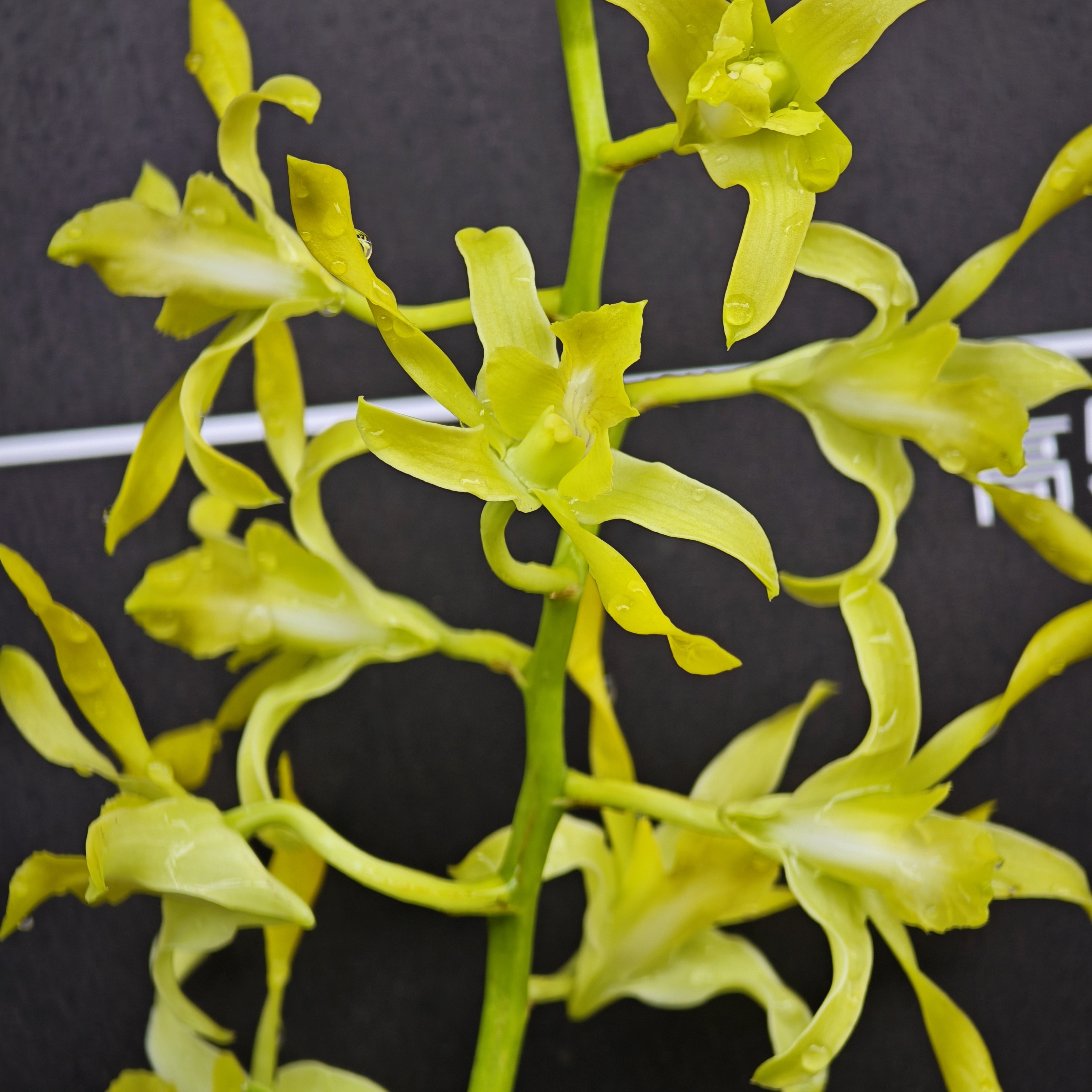 黄金羚羊石斛鲜花开花盆栽室内花卉茶台绿植石斛兰花直播间