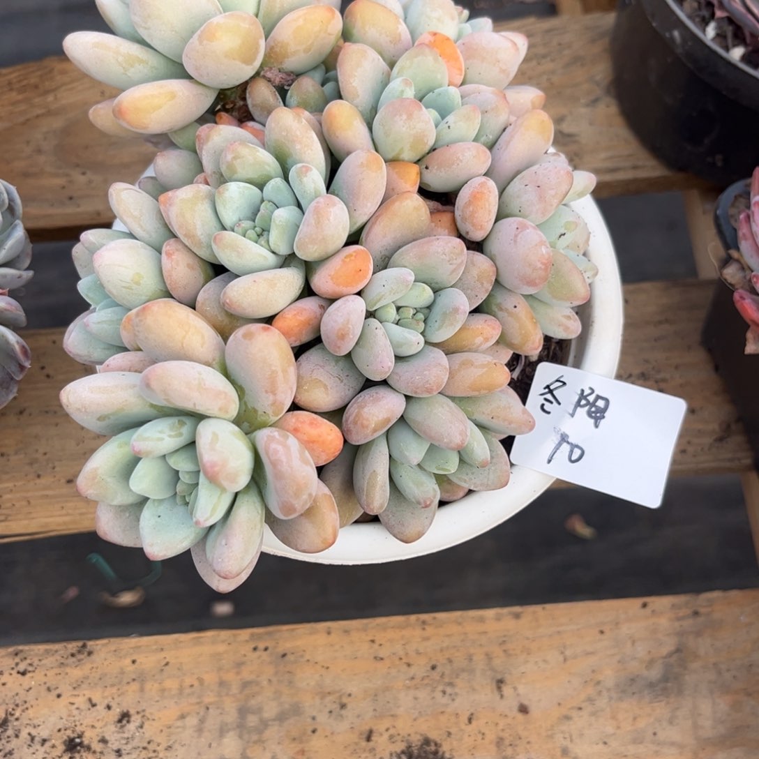 冬*香水洛神多肉植物