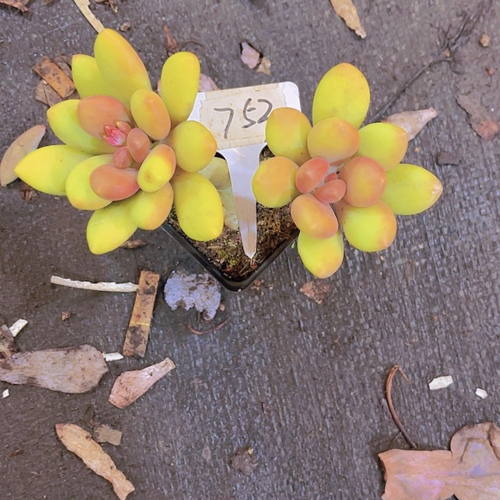 芳***姐000000000000000753