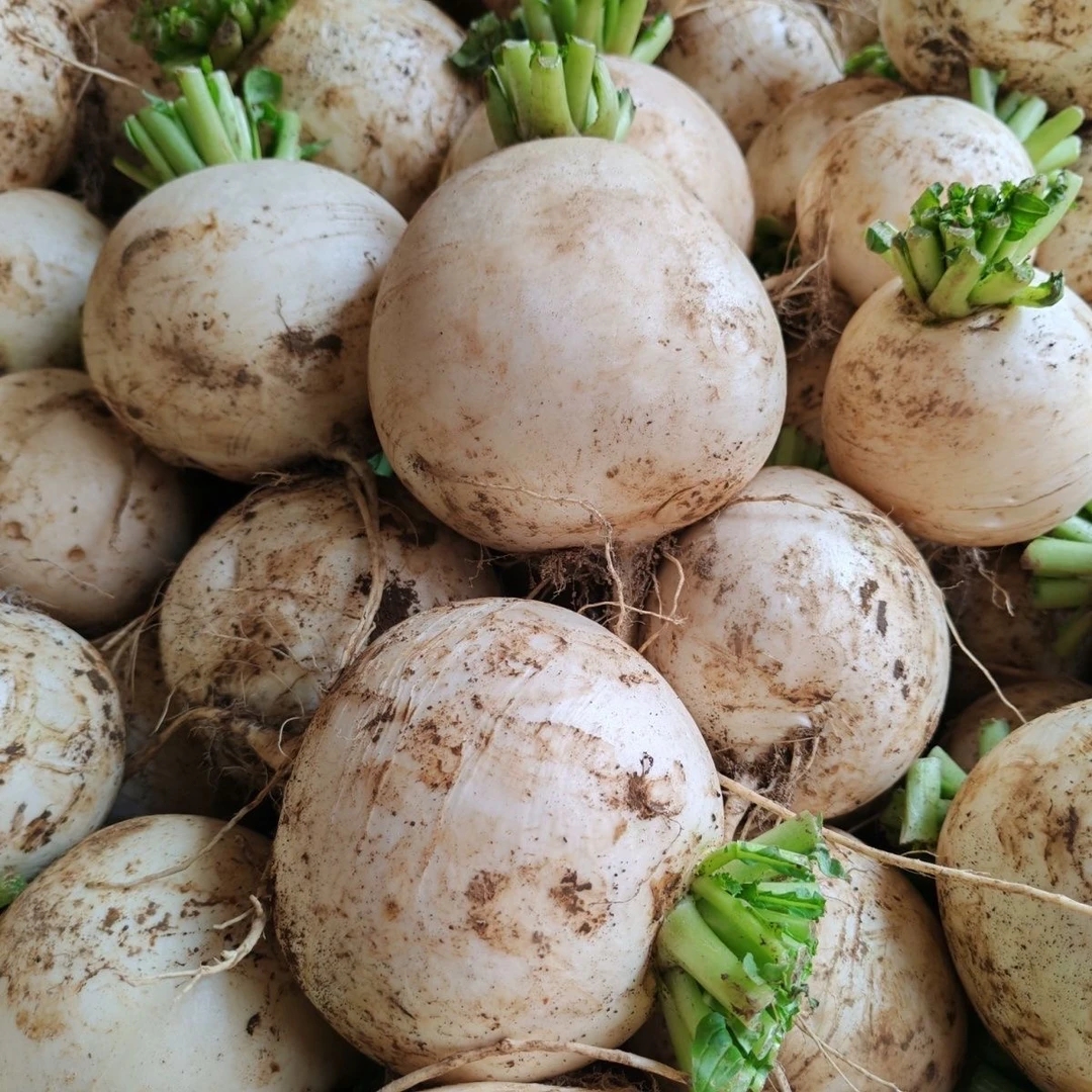 四川高山萝卜新鲜圆白萝卜清甜脆嫩农家自种