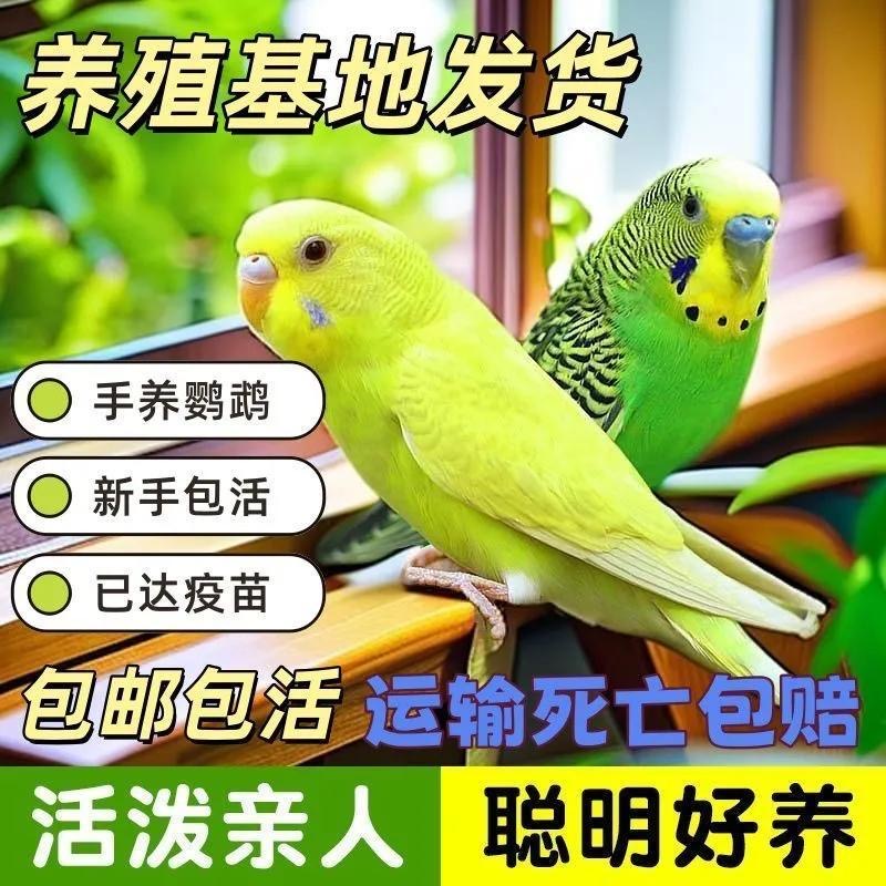 可手养小型虎皮鹦鹉活泼亲人 观赏鸟宠物鸟