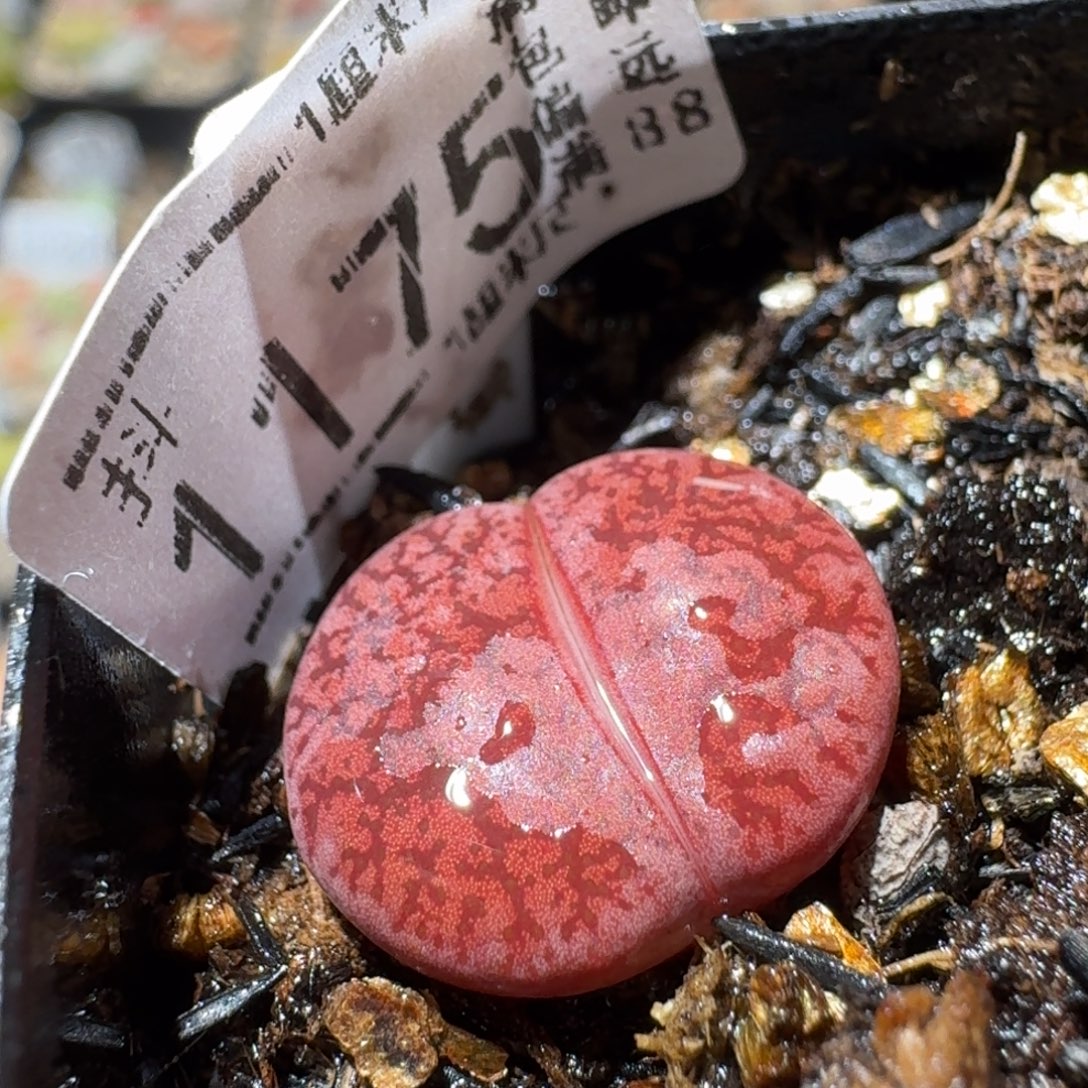 Sss生石花清货1175