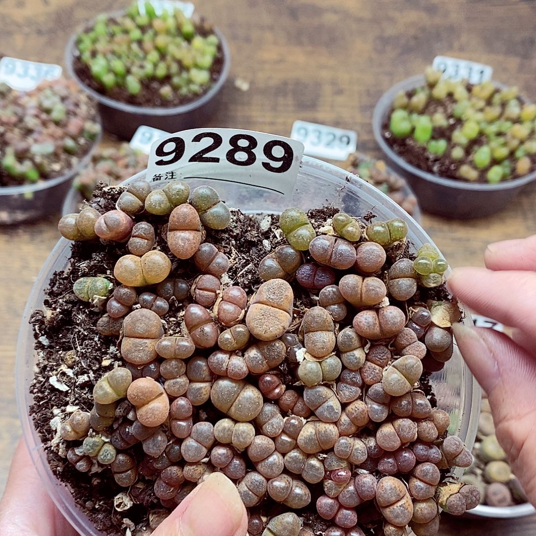 9289啊攻防啊蛋糕