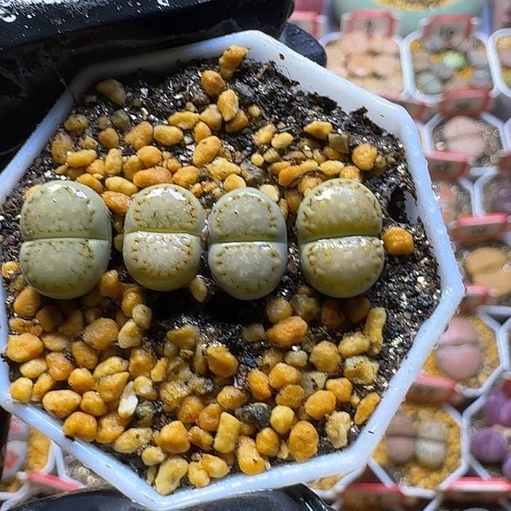 生石花2:：：。在。 3号